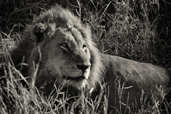 Lazy Lion