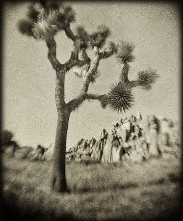 Joshua Tree -- Holga