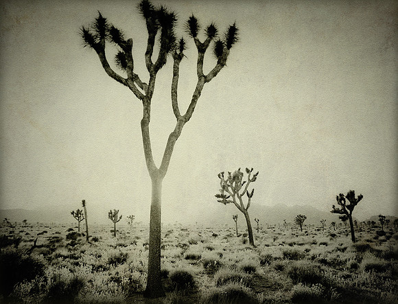 joshua Tree