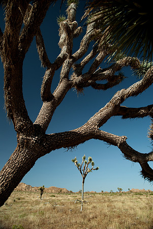 Salvador Dali Desert