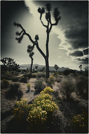 Joshua Tree -- Colorized