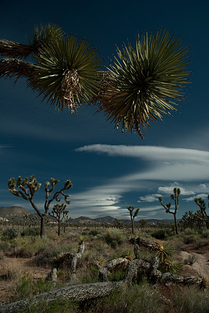 Joshua Tree -- Up Close