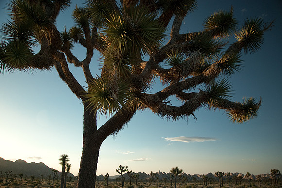 Late Afternoon