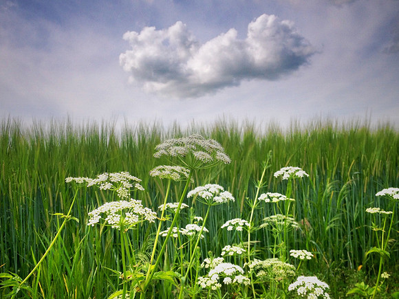 Danish Field 2