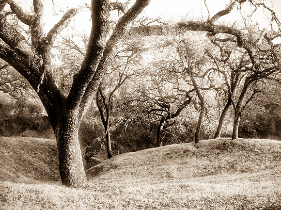 Oak Shores ( sepia )