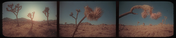 Joshua Tree Triptych