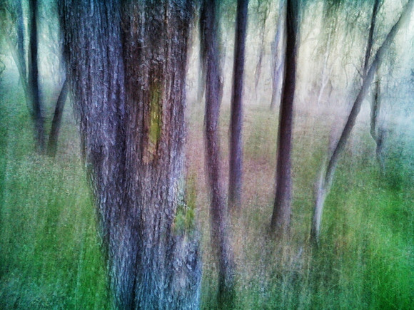 Oak Shores, CA. 5